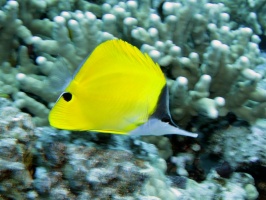 49 Common Longnose Butterflyfish IMG 2344